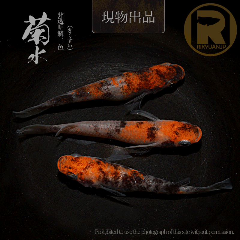 【現物販売】菊水〈オス1＋メス2〉25C22-9