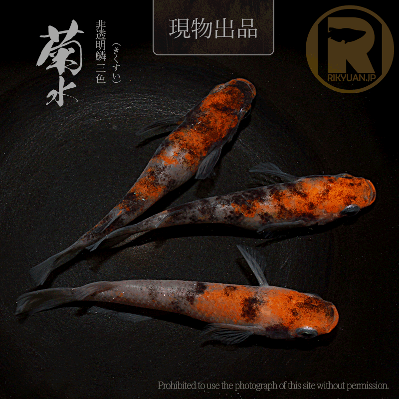 【現物販売】菊水〈オス1＋メス2〉25C22-9の2枚目のメダカ