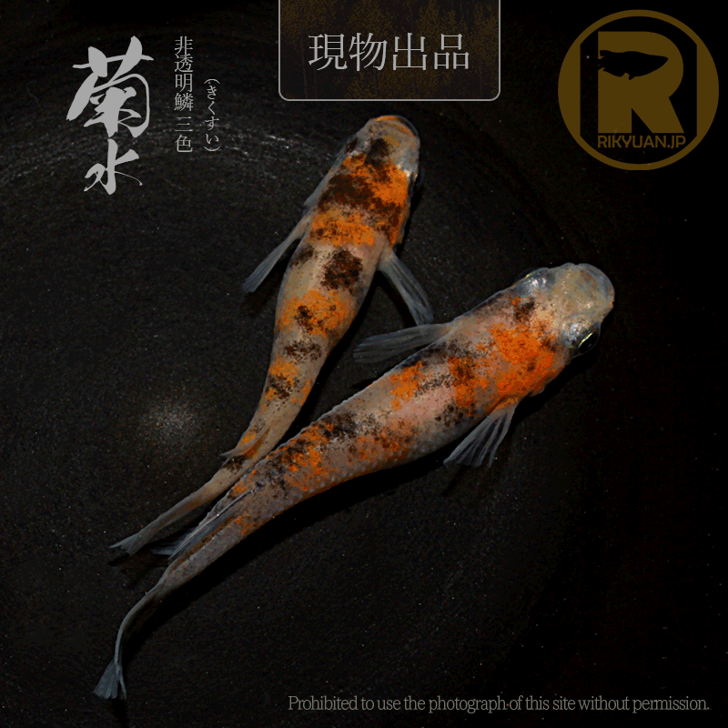 【現物販売】菊水〈1ペア〉25C22-10の2枚目のメダカ