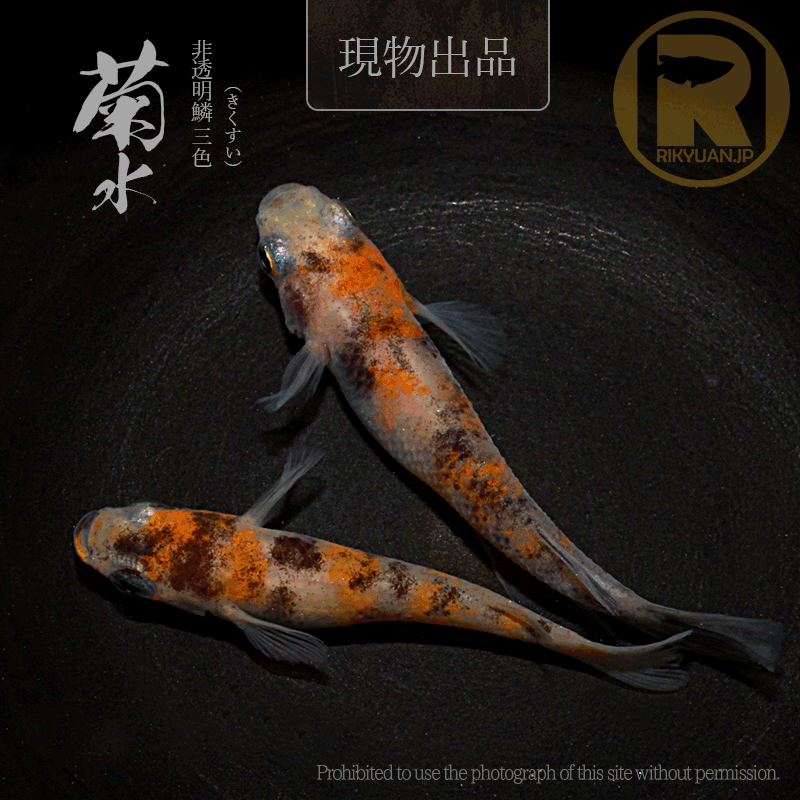 【現物販売】菊水〈1ペア〉25C22-10