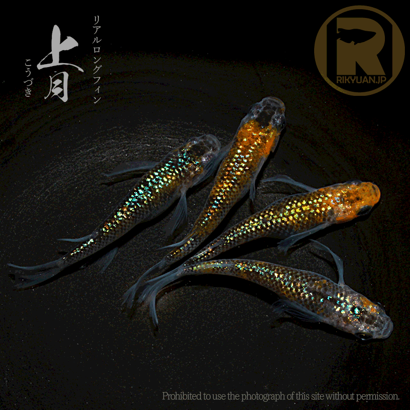 上月RFL 2ペア / ヒレ長のメダカ