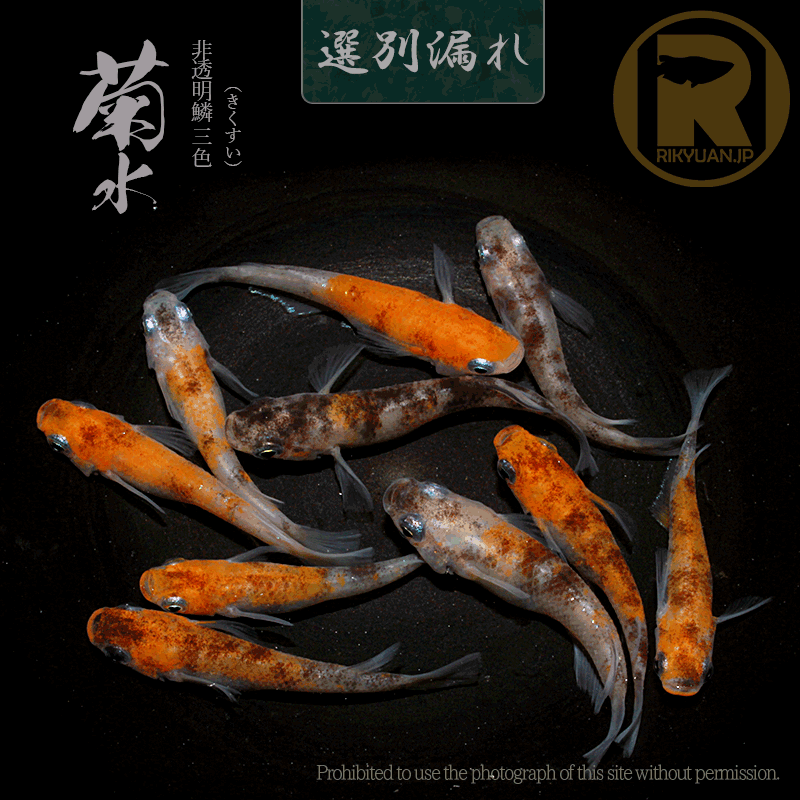 【選別漏れ】菊水 5ペアの2枚目のメダカ