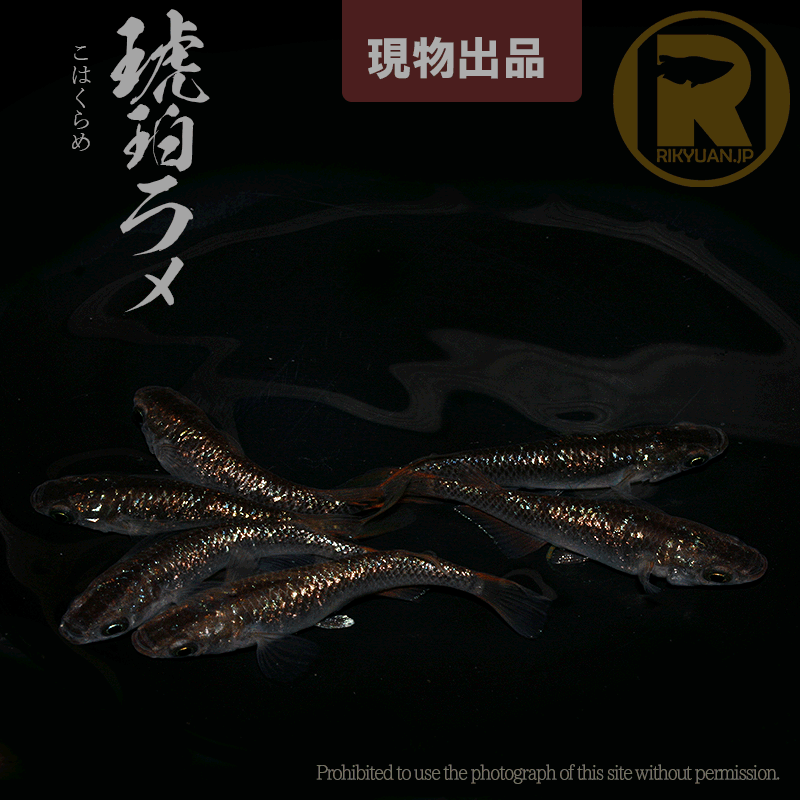 【現物販売】琥珀ラメ〈1ペア〉18L12-4の1枚目のメダカ