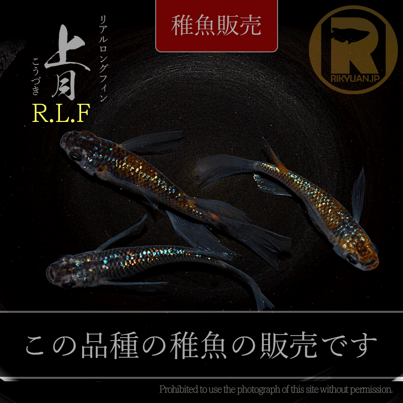 【稚魚販売】 上月RLF 10匹のメダカ