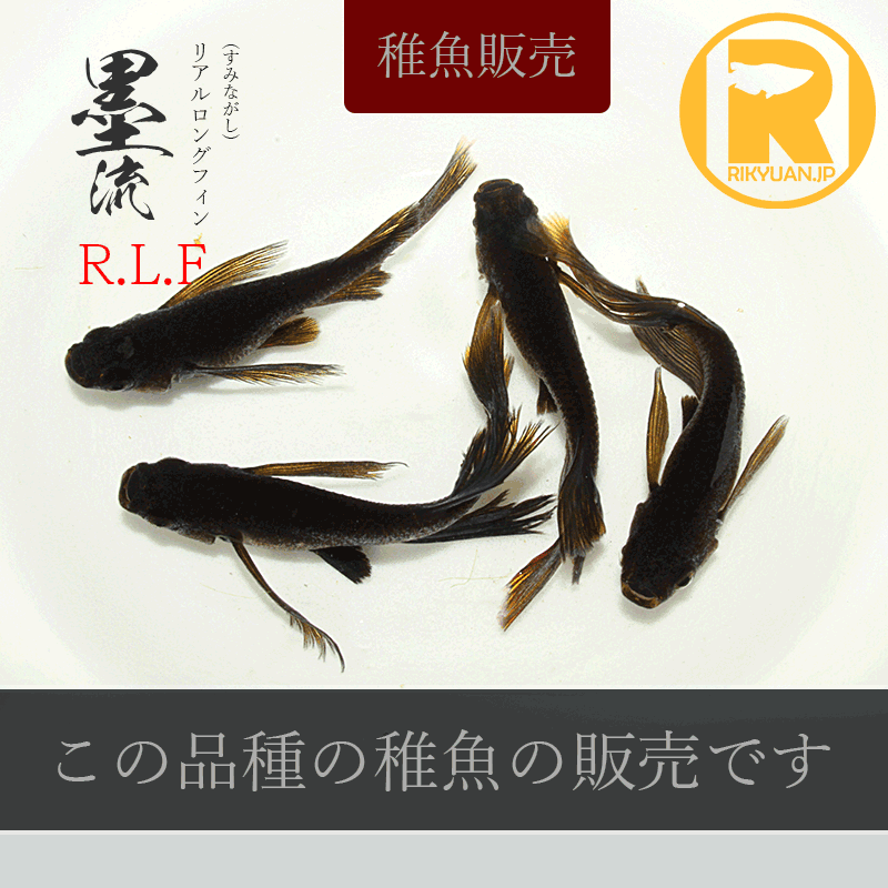 【稚魚販売】 墨流RLF 10匹の1枚目のメダカ