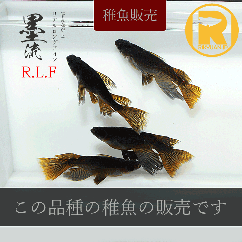 【稚魚販売】 墨流RLF 10匹のメダカ