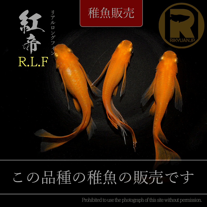 【稚魚販売】 紅帝RLF 10匹のメダカ