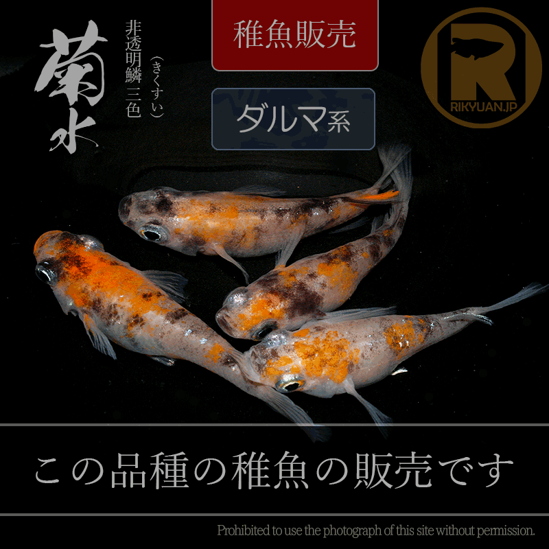 【稚魚販売】 菊水ダルマ系 10匹の0枚目のメダカ