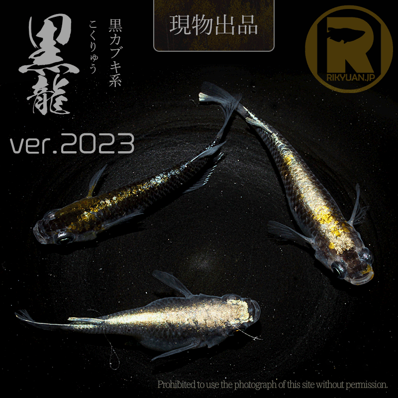 【現物販売】黒龍 ver.2023〈ｵｽ1＋ﾒｽ2〉22G20-1の2枚目のメダカ