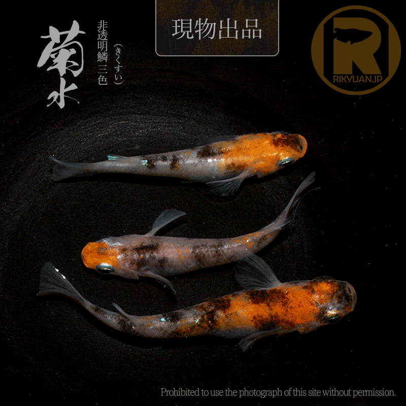 【現物販売】菊水〈オス１＋メス２〉24G20-1の1枚目のメダカ