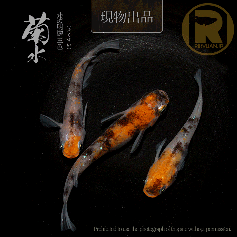 【現物販売】菊水〈オス１＋メス２〉24G20-1
