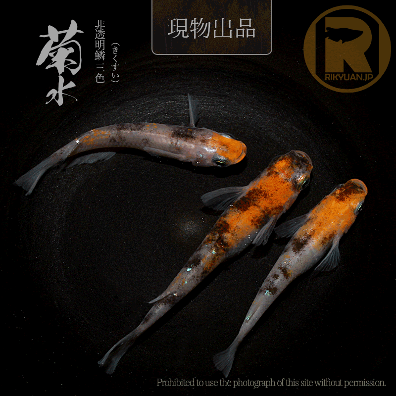【現物販売】菊水〈オス１＋メス２〉24G20-1の2枚目のメダカ