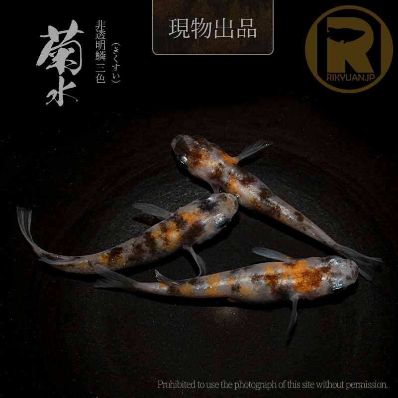 【現物販売】菊水〈オス１＋メス２〉24G20-2の1枚目のメダカ