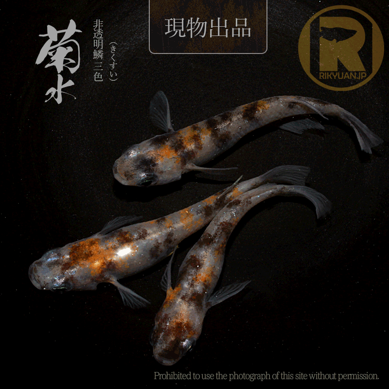 【現物販売】菊水〈オス１＋メス２〉24G20-2の2枚目のメダカ