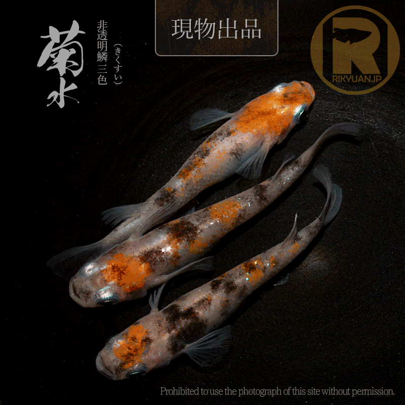 【現物販売】菊水〈オス１＋メス２〉24G20-3の1枚目のメダカ