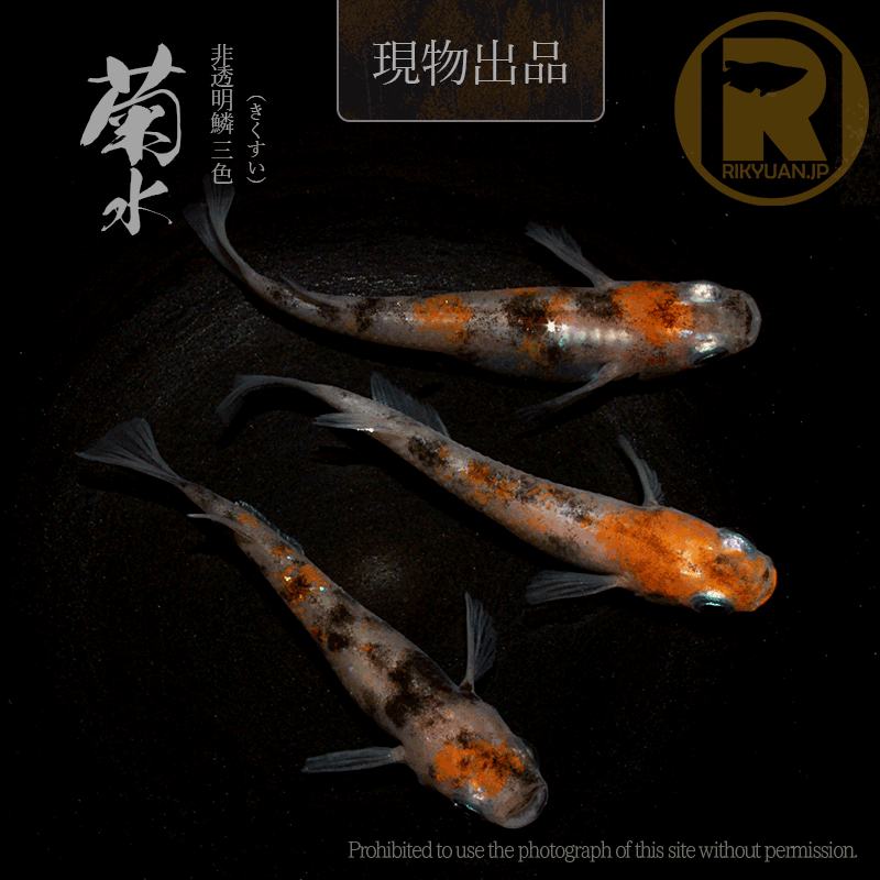 【現物販売】菊水〈オス１＋メス２〉24G20-3の2枚目のメダカ