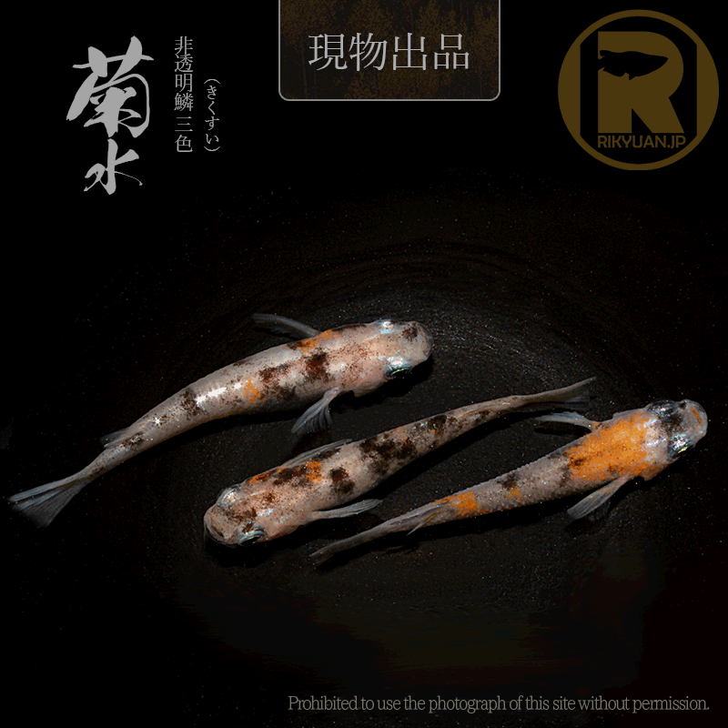 【現物販売】菊水〈オス１＋メス２〉24G20-4の1枚目のメダカ