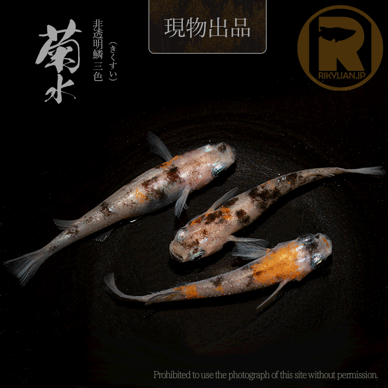 【現物販売】菊水〈オス１＋メス２〉24G20-4