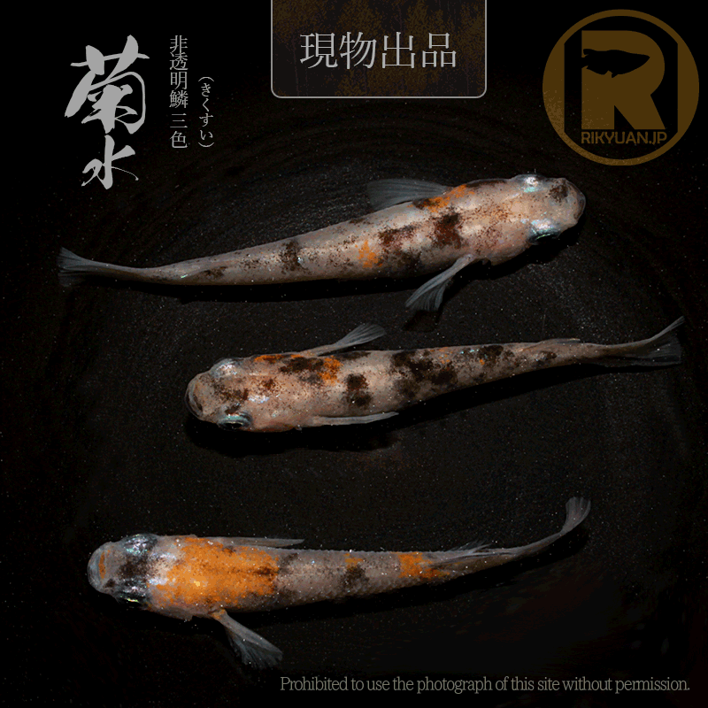 【現物販売】菊水〈オス１＋メス２〉24G20-4の2枚目のメダカ