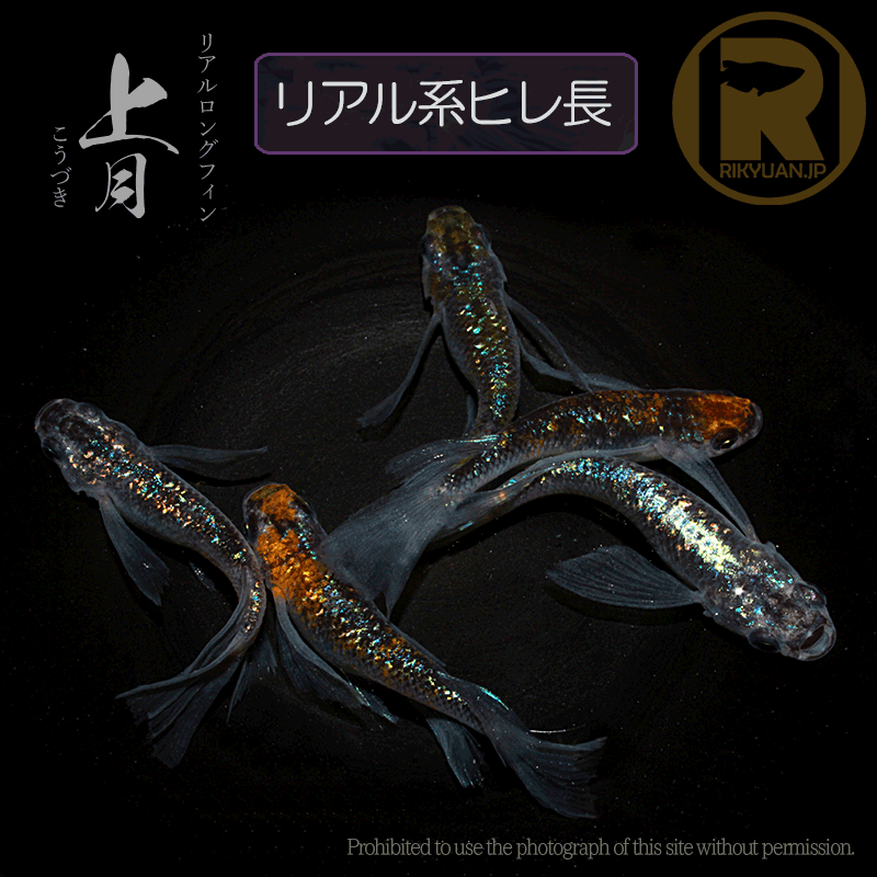 【現物販売】上月RLF 〈オス2＋メス3〉23H21-3の1枚目のメダカ