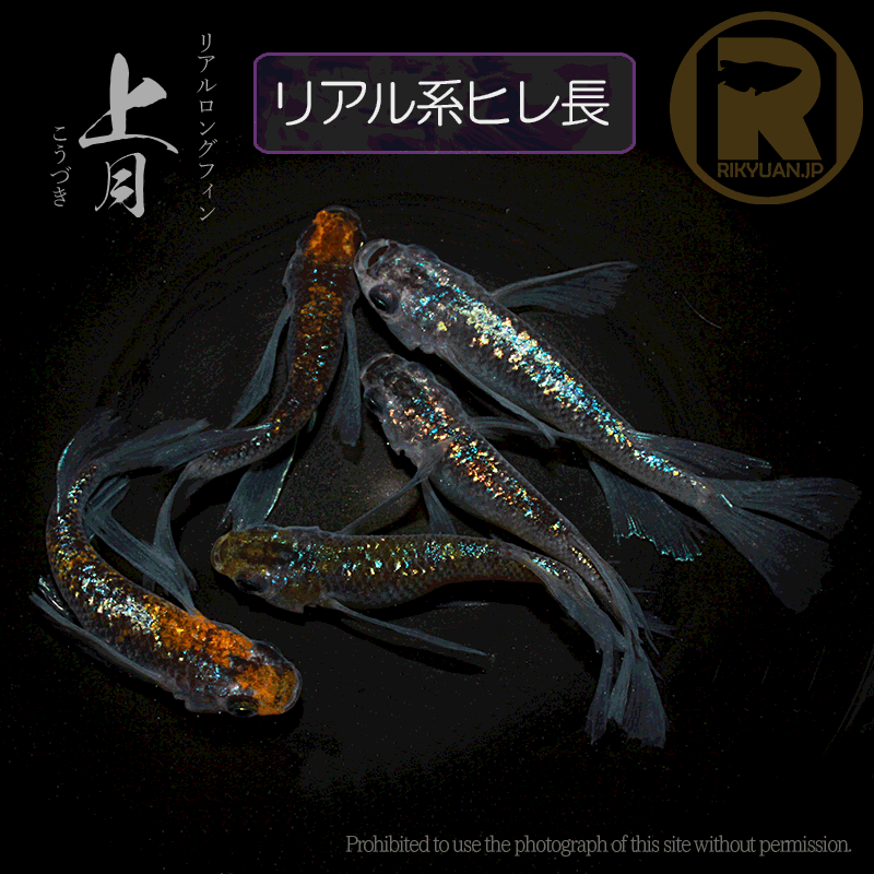 【現物販売】上月RLF 〈オス2＋メス3〉23H21-3の0枚目のメダカ