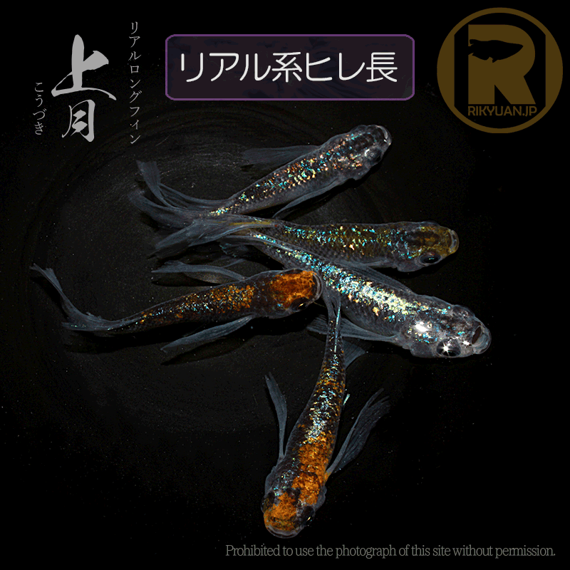 【現物販売】上月RLF 〈オス2＋メス3〉23H21-3の2枚目のメダカ